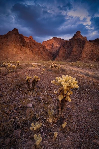 Jaynes Gallery 아티스트의 USA-Arizona-Kofa National Wildlife Area-Mountain and desert landscape작품입니다.